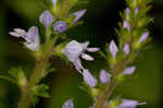 Common gypsyweed